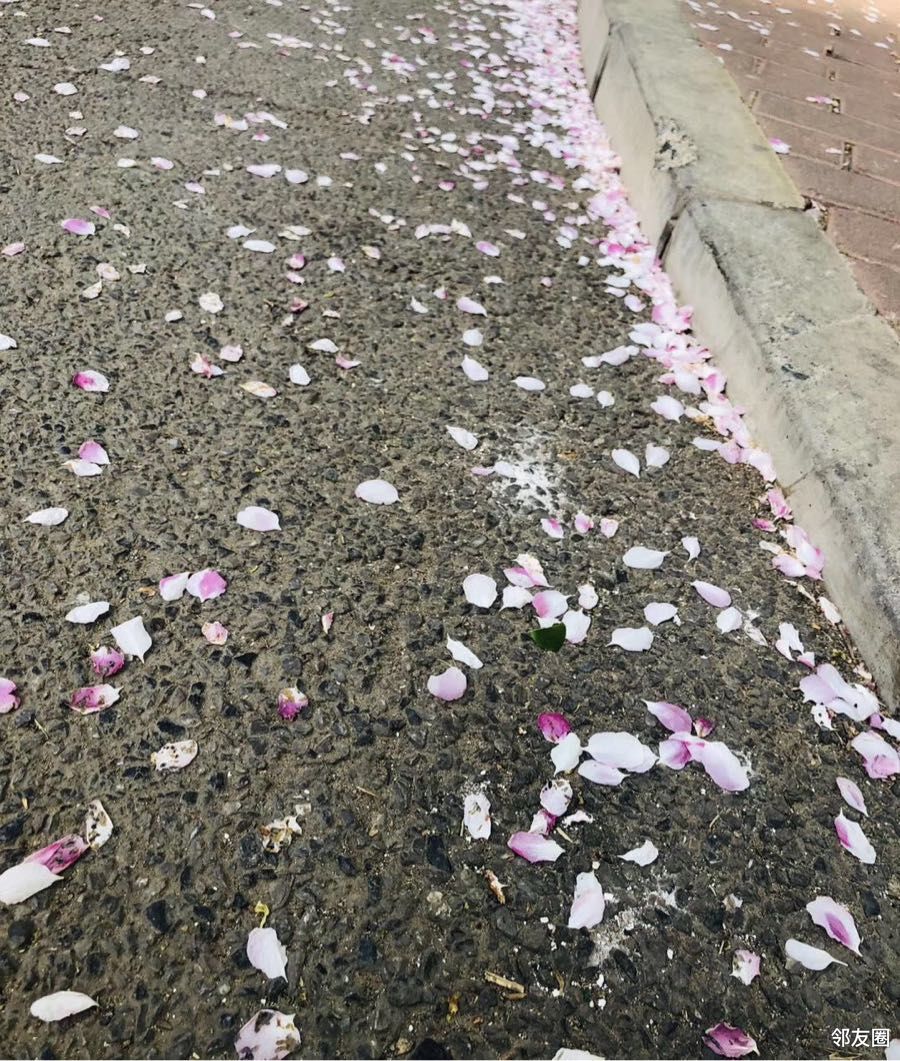 一晃儿，又是落花时节