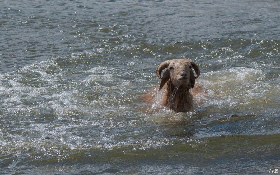 分享一个冷知识原来羊是这么洗澡的