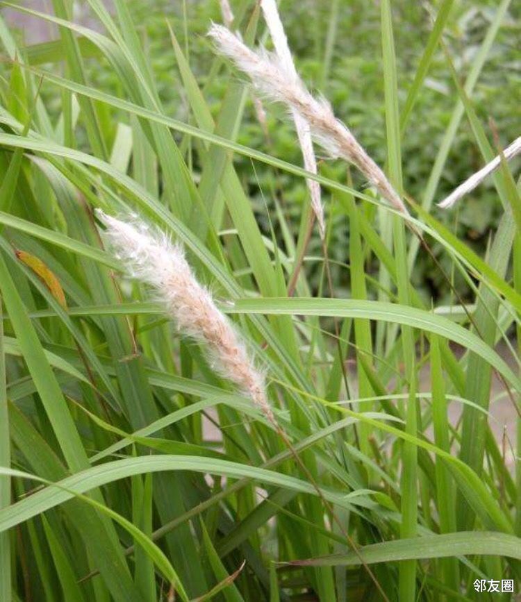 大家看看这是啥呀说是可以吃的