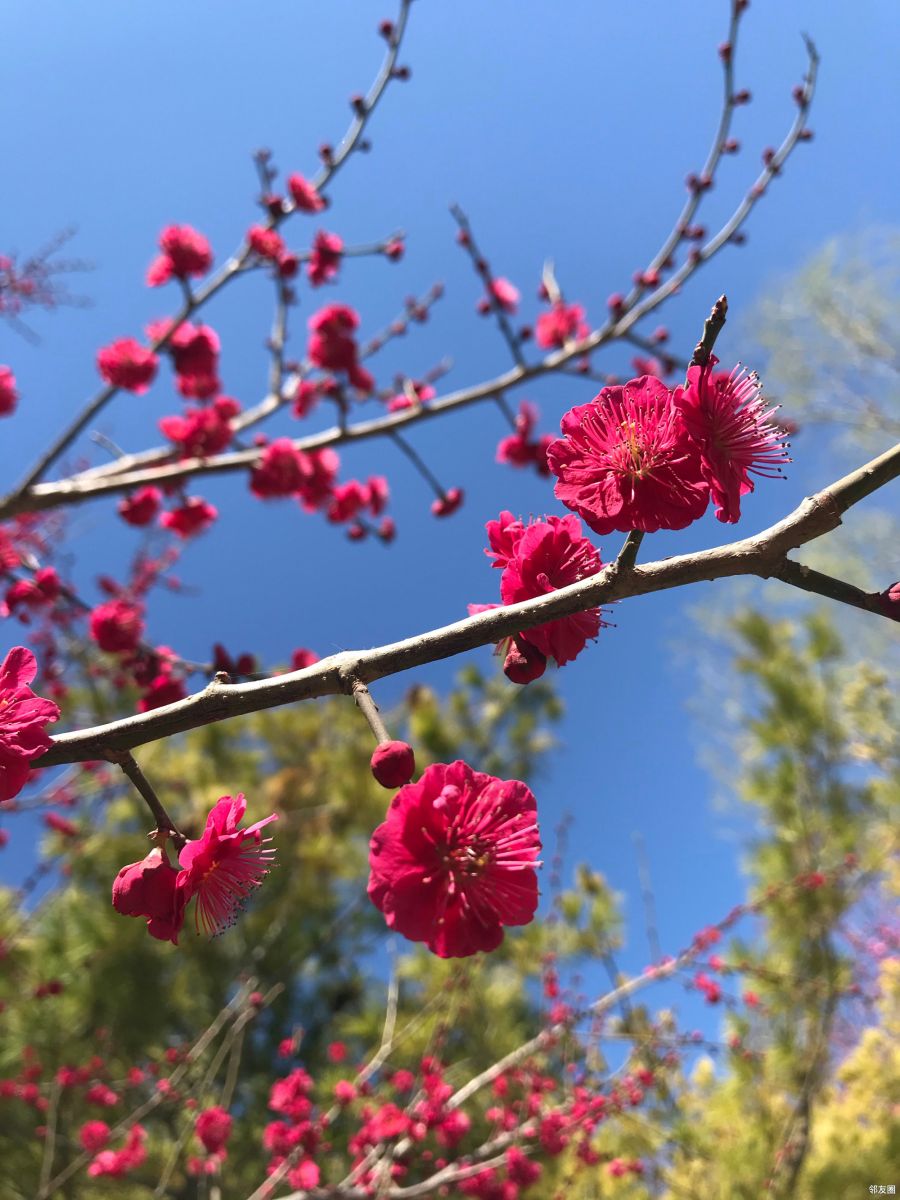 ##你好春天##这天气舒服,好多花都开了,给大家分享几张美图看看 - 邻