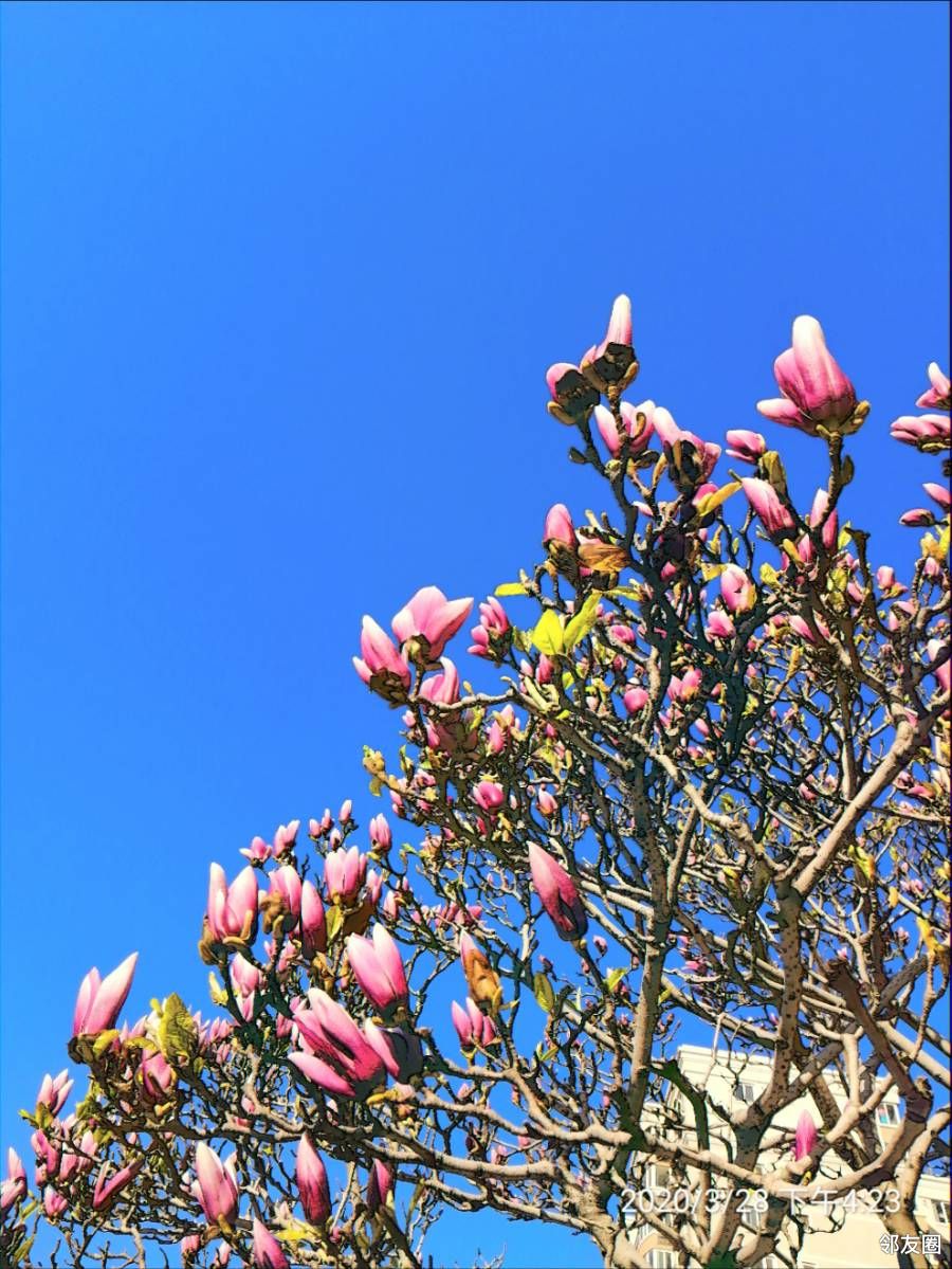 你好春天你好春天春光明媚艳阳天富贵玉兰娇容绽