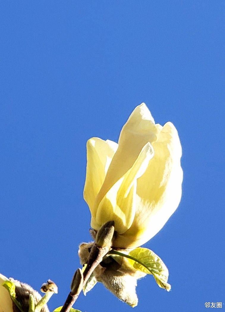 北京蓝下的三色玉兰花