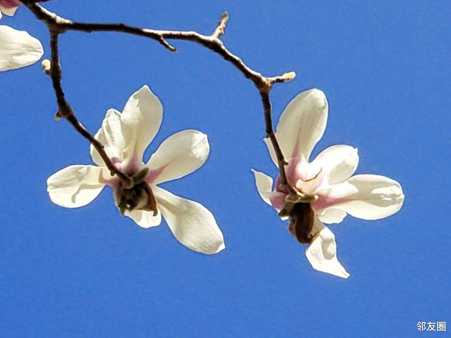 北京蓝下的三色玉兰花