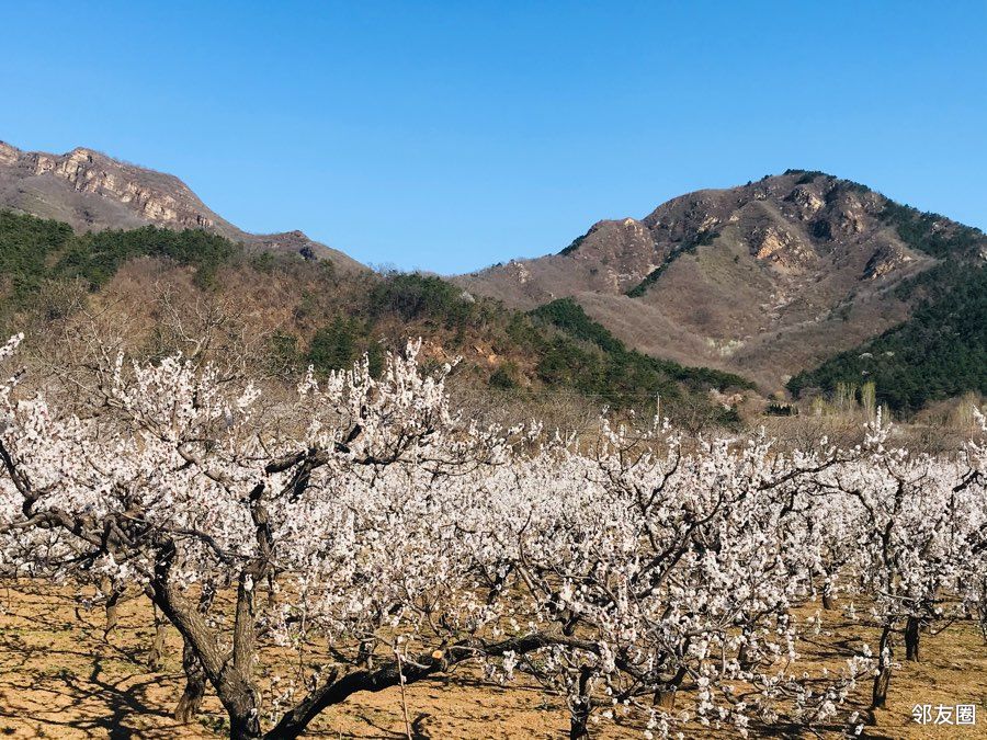 最美人間四月天紅杏花開在北寨