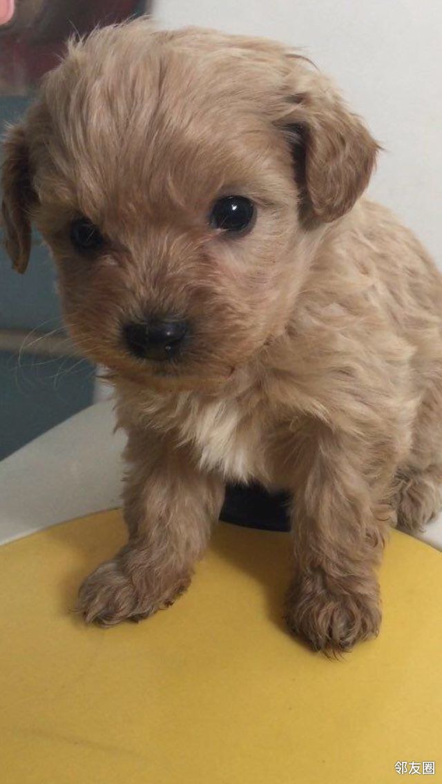 全新泰迪和京巴生的小狗娃,两个半月大了,特健康特活泼,和成年狗一样