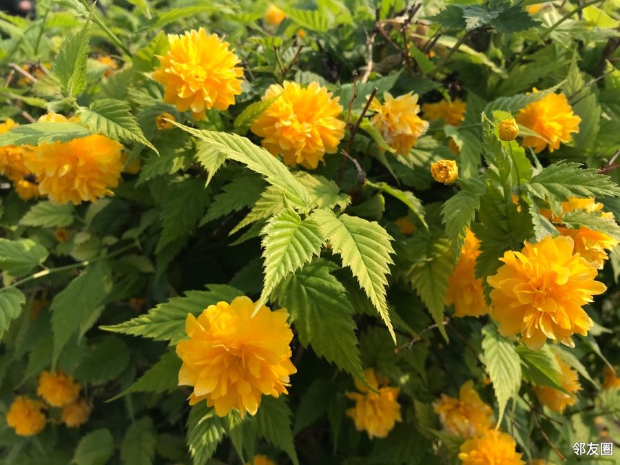 带您识花棣堂花