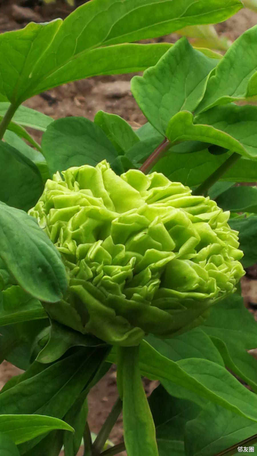 景山公园里唯二的绿牡丹