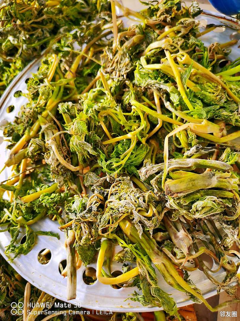 没有美食晒粗粮与好邻友分享苦老芽馅儿菜团子苦老芽学名叫