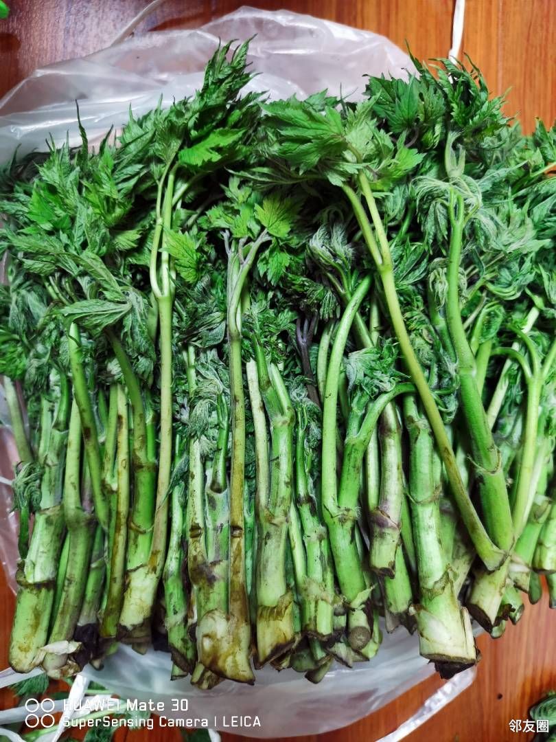 没有美食晒粗粮,与好邻友分享,苦老芽馅儿菜团子.苦老芽学名叫