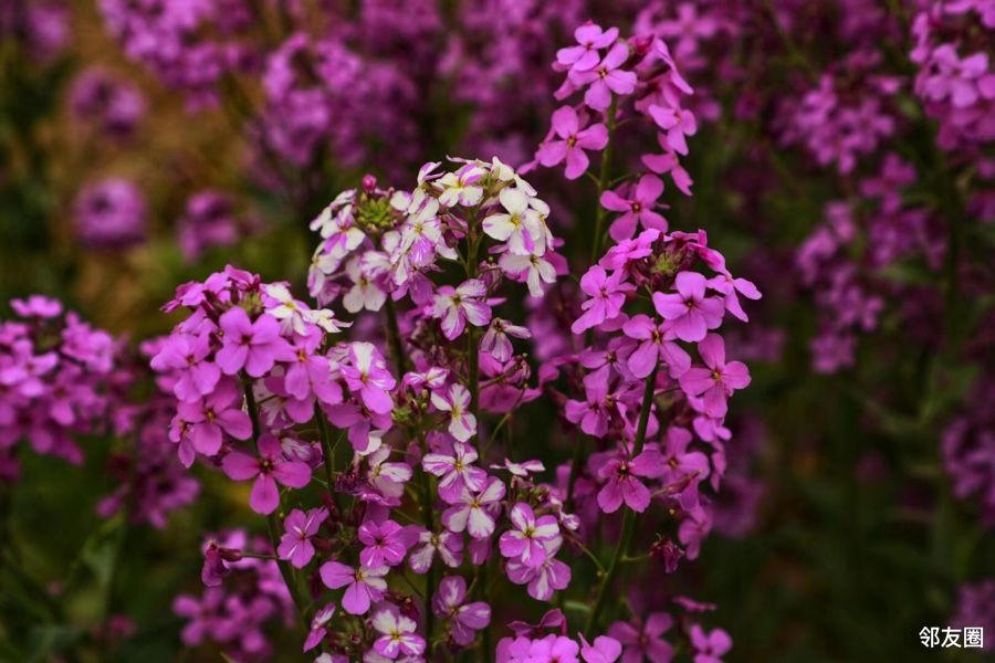 初夏之旅打卡梦幻紫毛萼香芥
