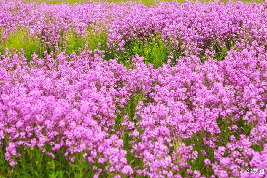 初夏之旅打卡梦幻紫毛萼香芥