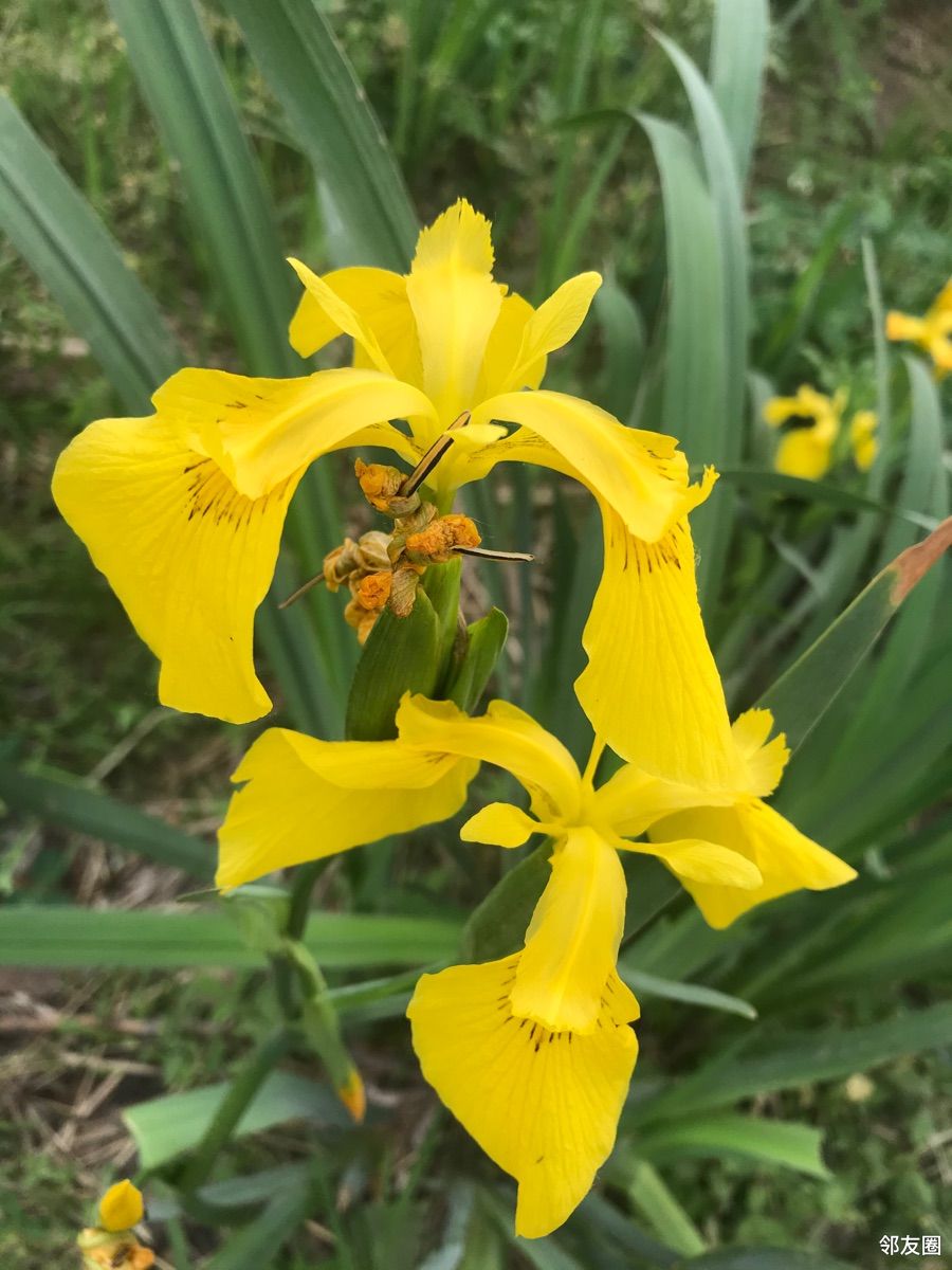 分享一组黄扇鸢尾