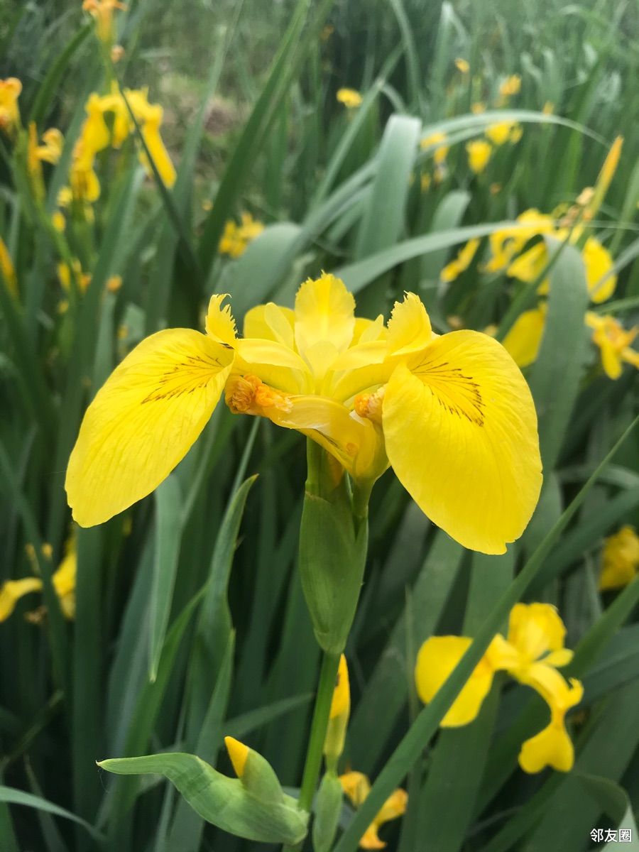 分享一组黄扇鸢尾