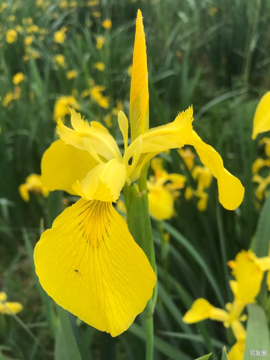 分享一组黄扇鸢尾