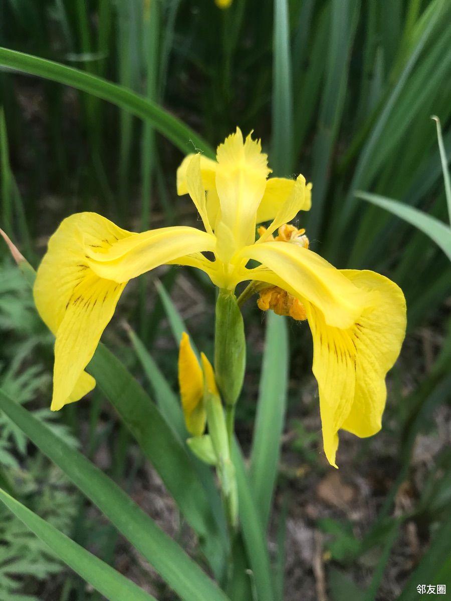 分享一组黄扇鸢尾
