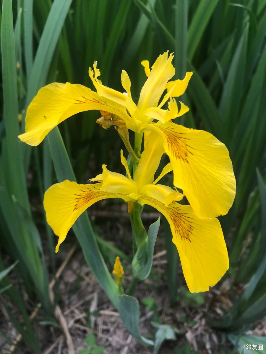 分享一组黄扇鸢尾