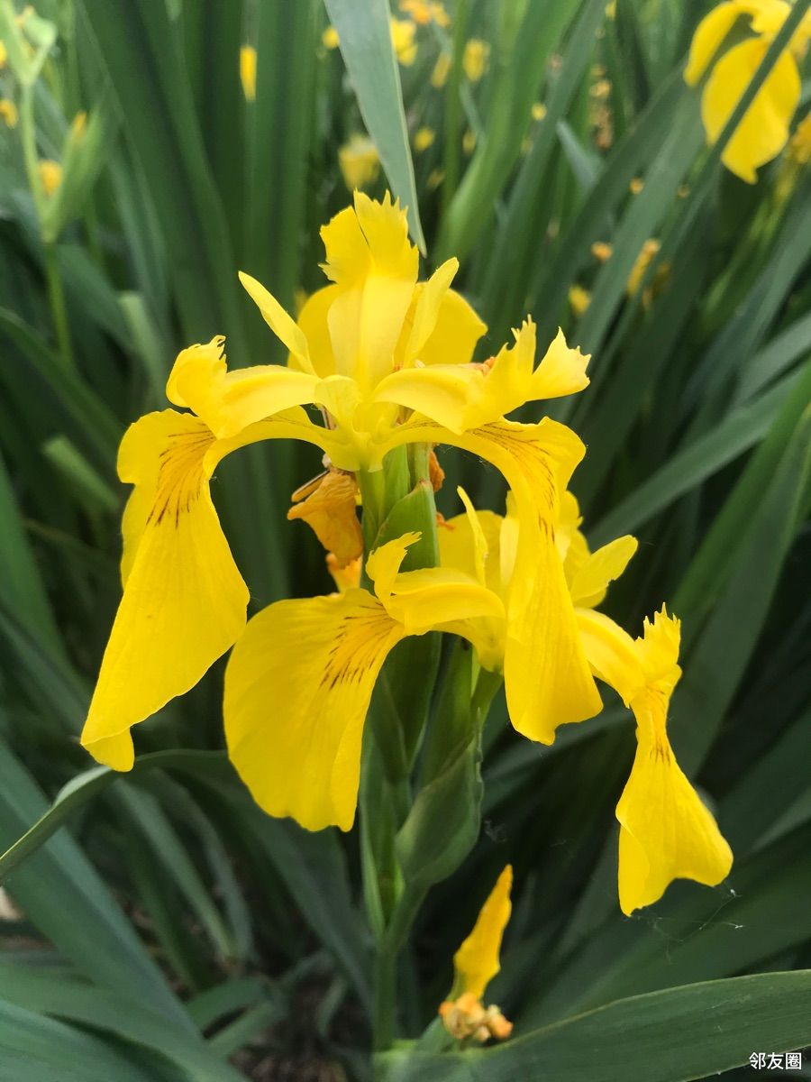 分享一组黄扇鸢尾
