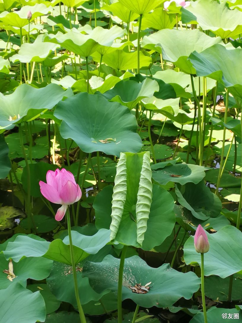 說說剛剛去北海公園的短經過