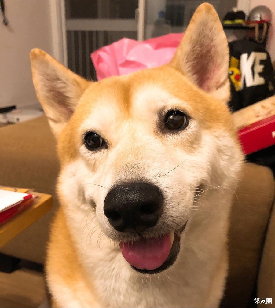 我和我家萌宠的日常一只傻柴犬的日常