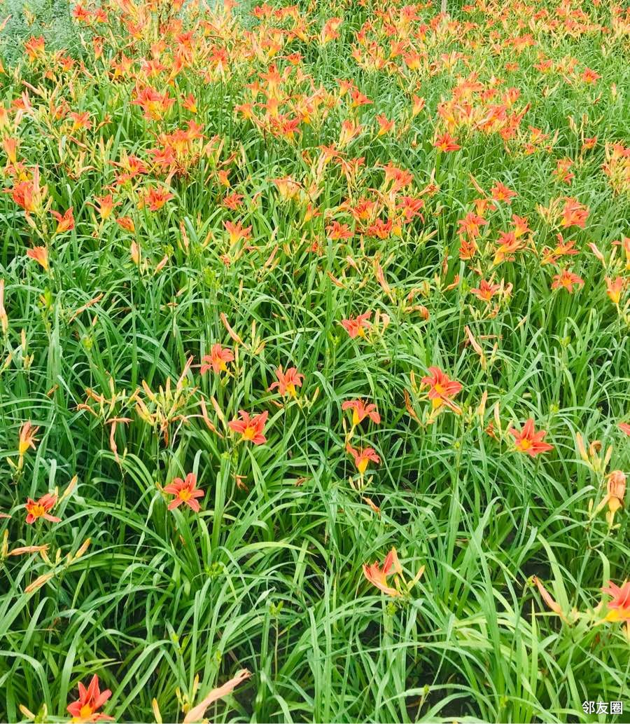 北小河公园有一片重瓣萱草盛开,此花也叫忘忧草,忘却一切烦恼.