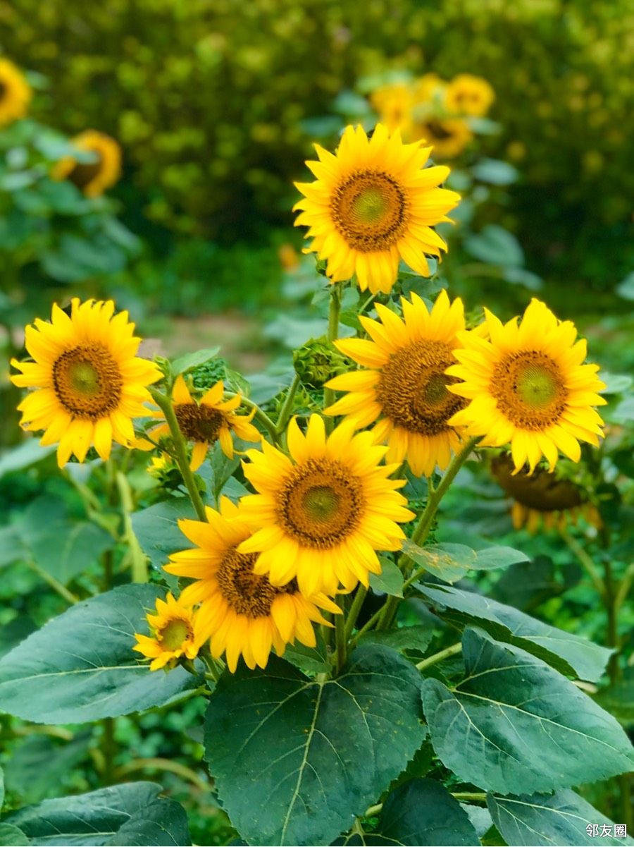 拥抱七月向日葵花
