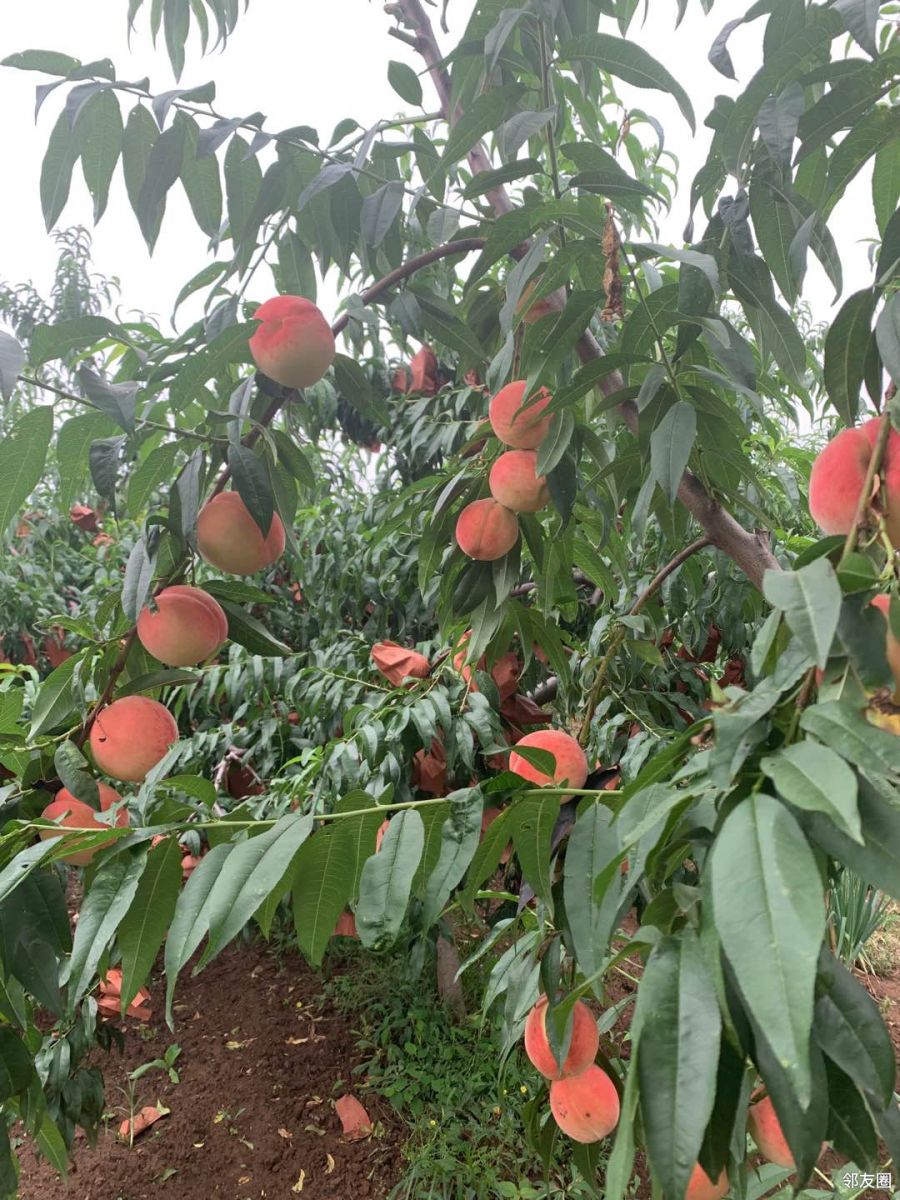 最后一波秒杀平谷大桃水蜜桃两盒仅需78元原产地直供错过要等一年哦