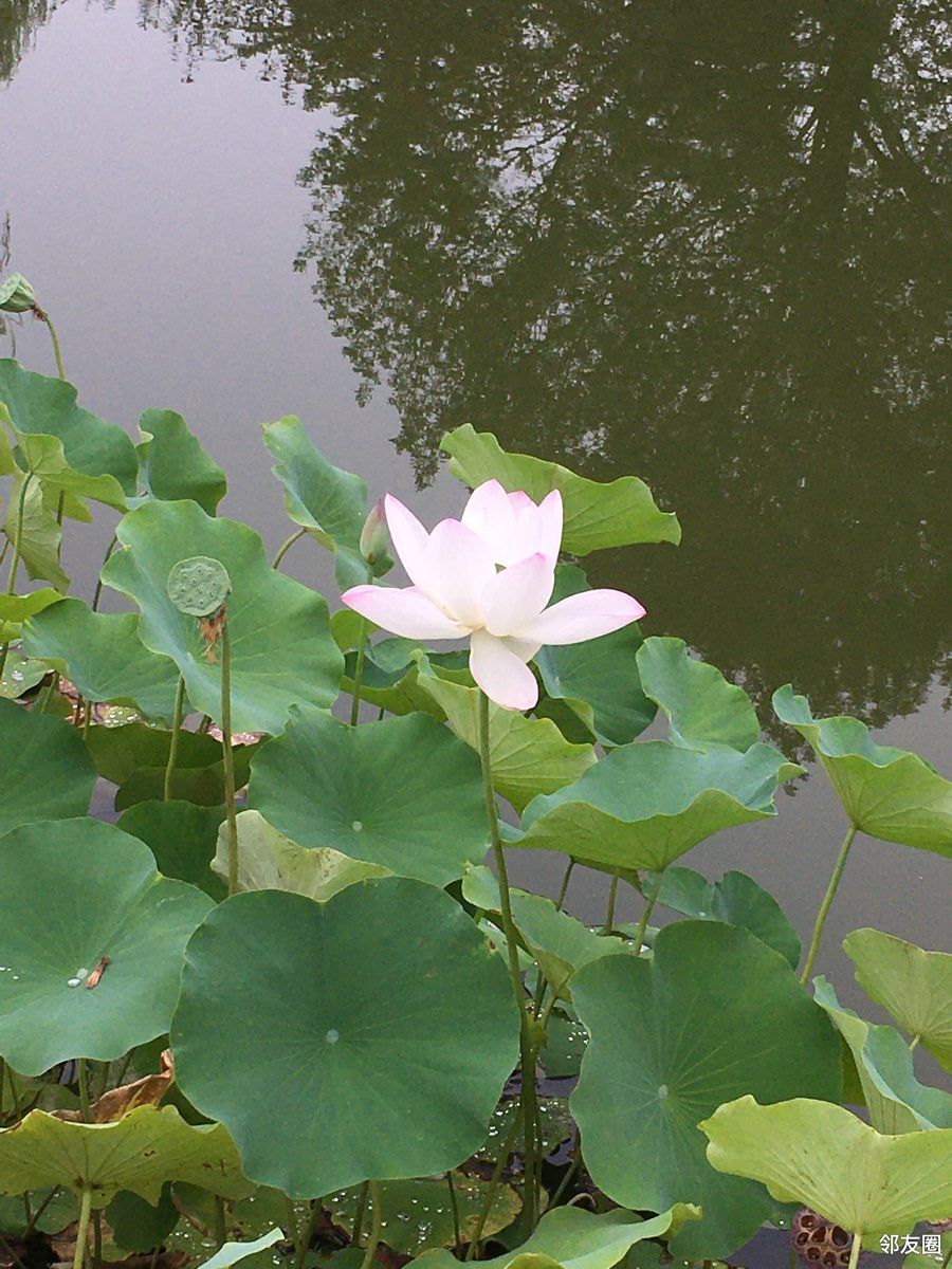 夏季清凉照鲜有的二伏不太热小花儿们天天喝着雨露