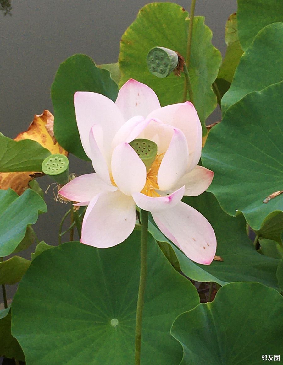 夏季清凉照鲜有的二伏不太热小花儿们天天喝着雨露