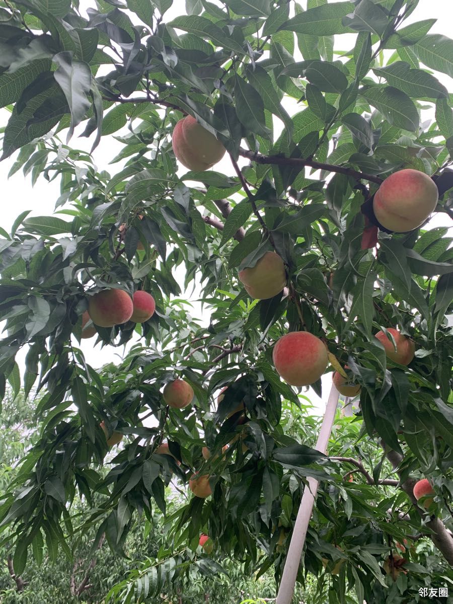 北京尖儿货平谷大桃果园实拍