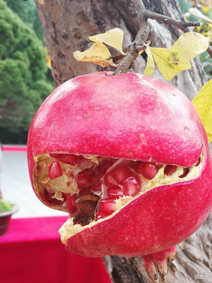 炸裂的石榴