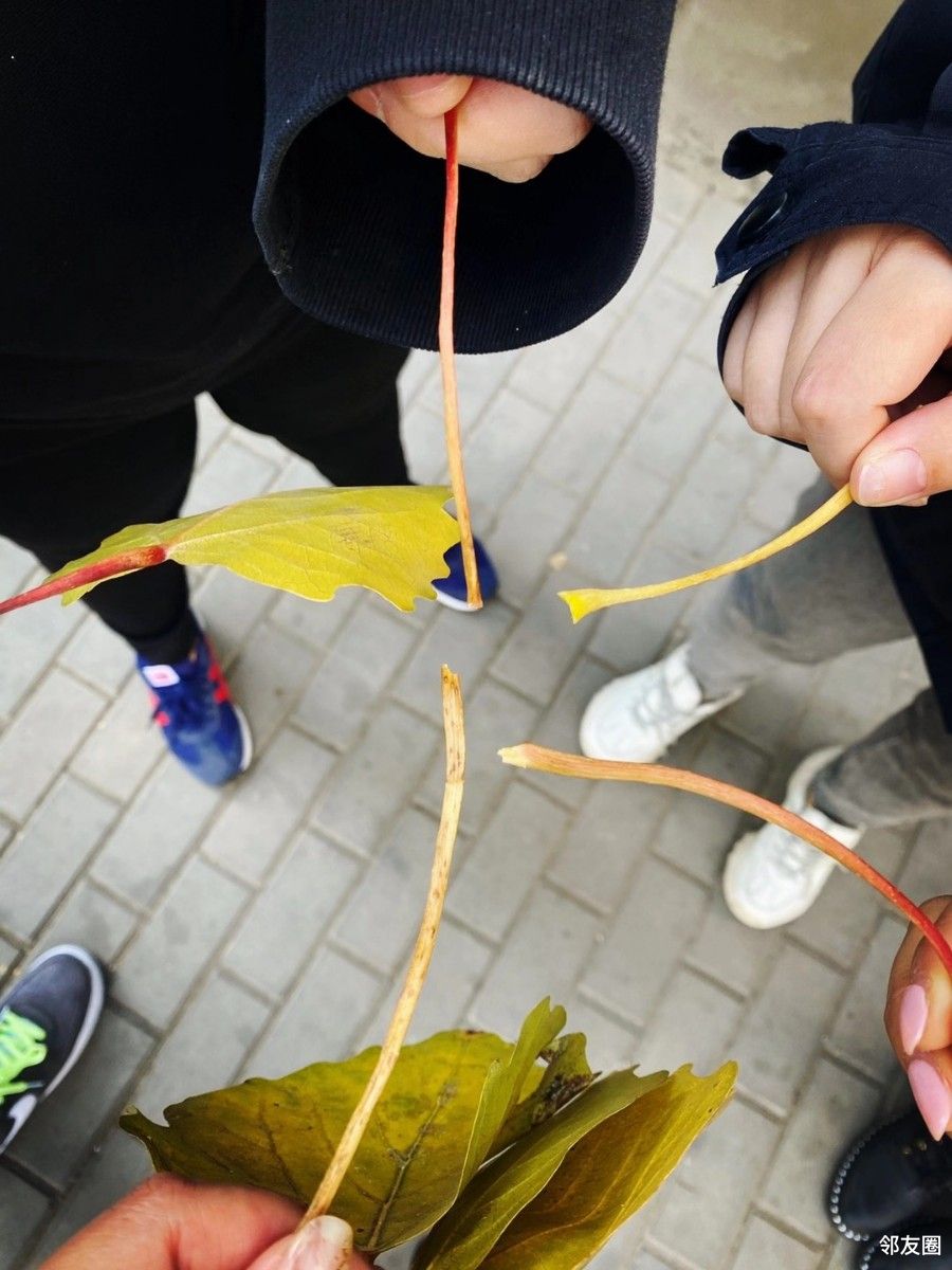 我眼中的秋拔根儿儿时游戏