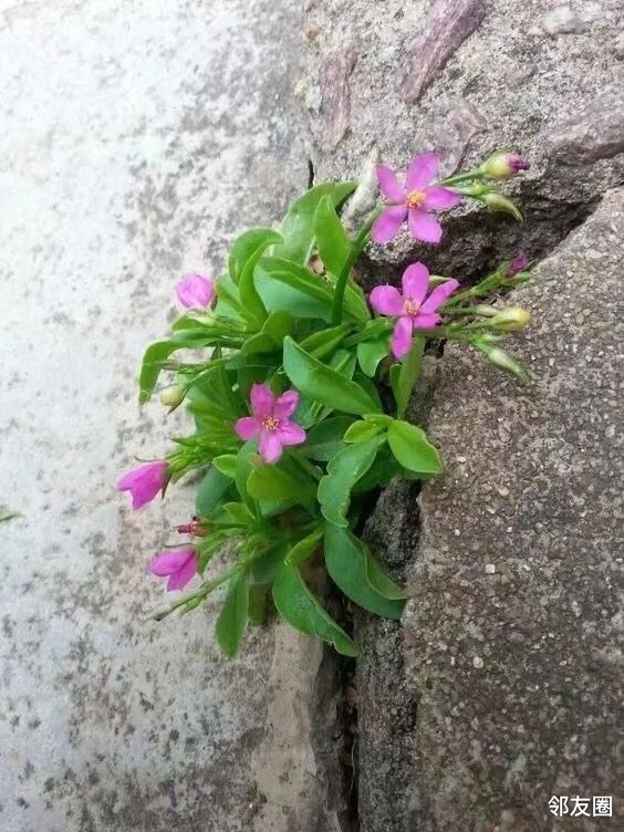 晨起欣赏石缝间倔强的生命