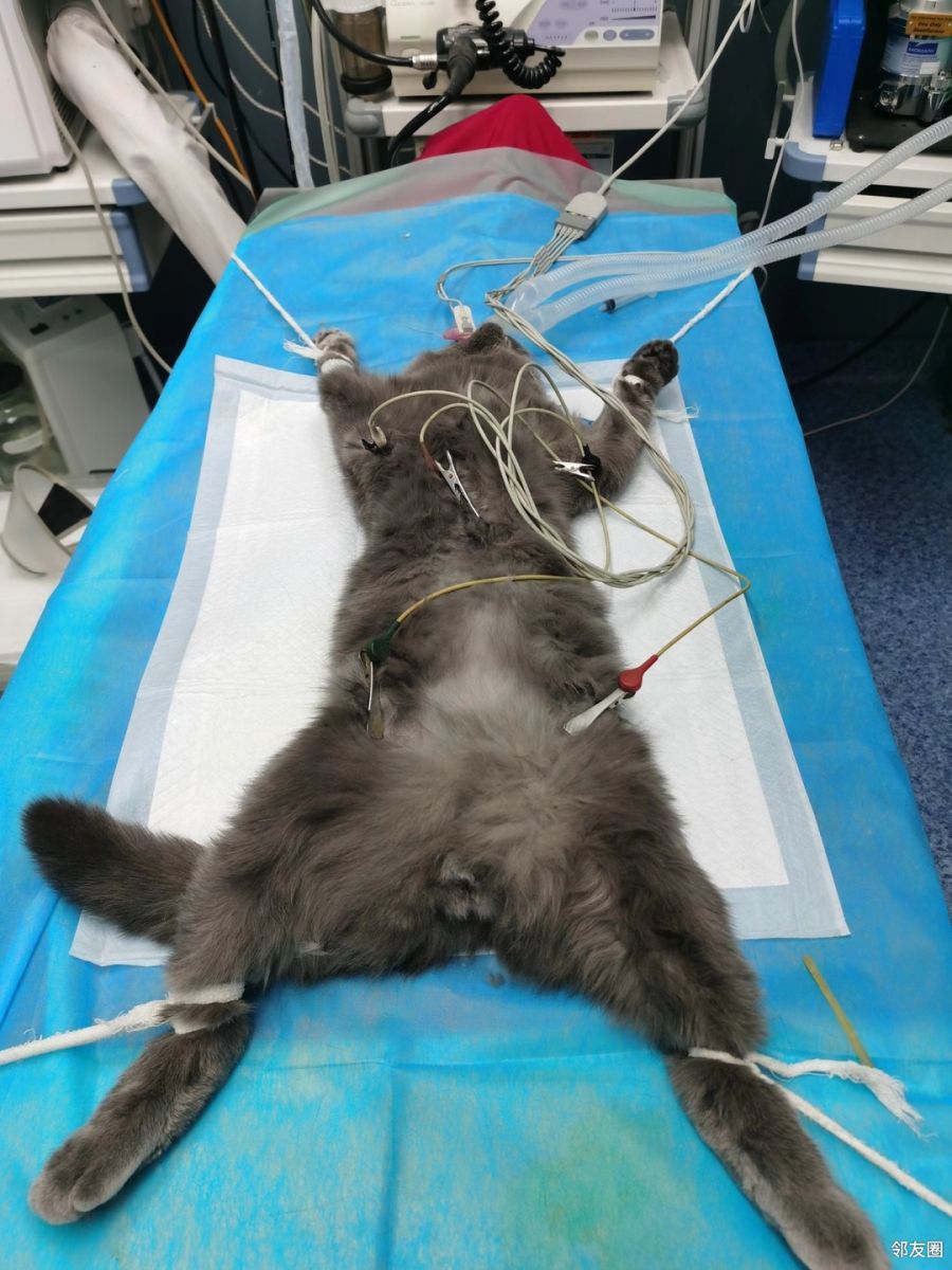 带猫咪做绝育看它这表情我又心疼又想笑