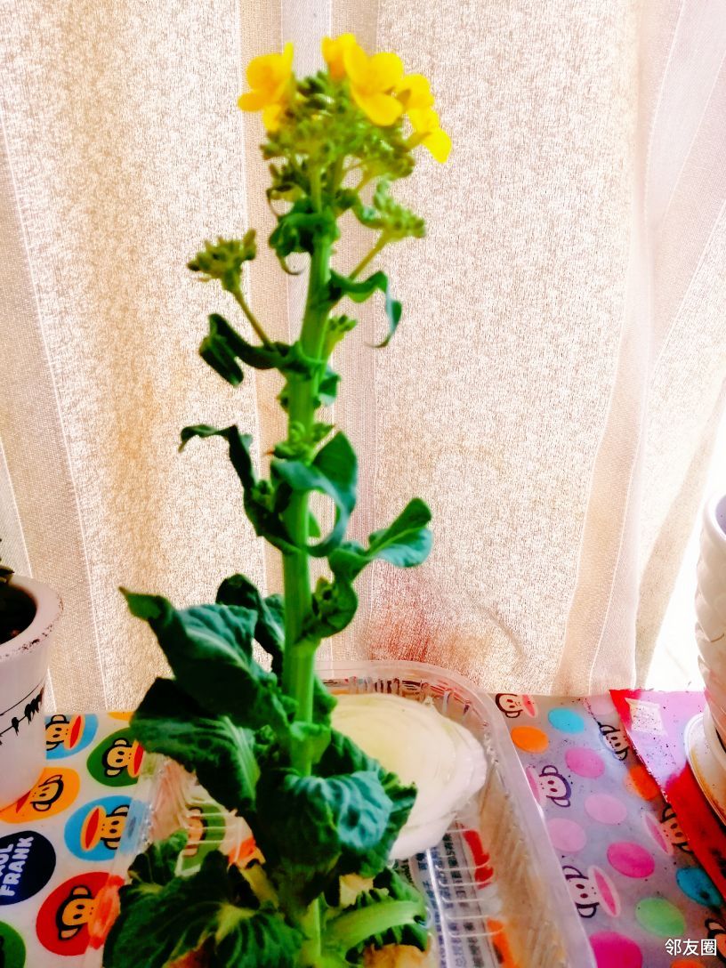 你好2021无心泡花花自开