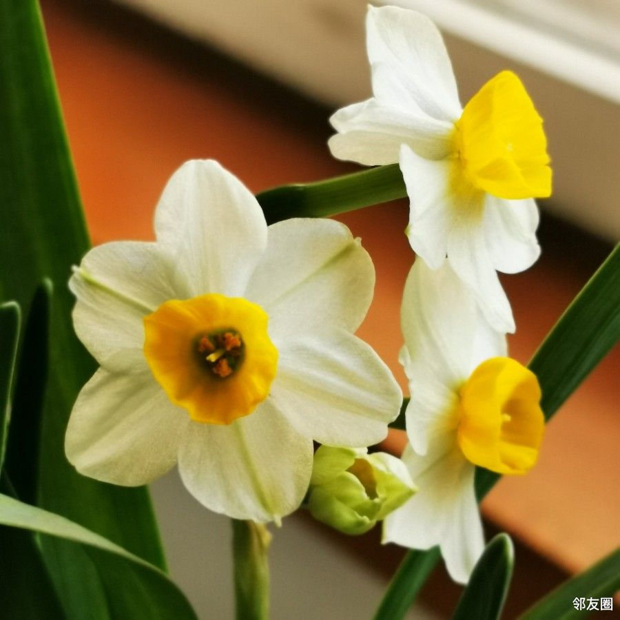 初春时节,水仙花开了,满屋飘香#牛年随手拍#2021-02-10 08:09:10lv.