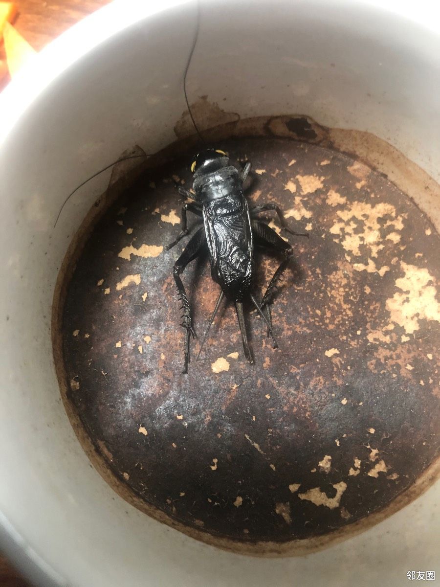 全新自玩自养油葫芦精养精挑支持同城自提见面挑选地址北京798艺术