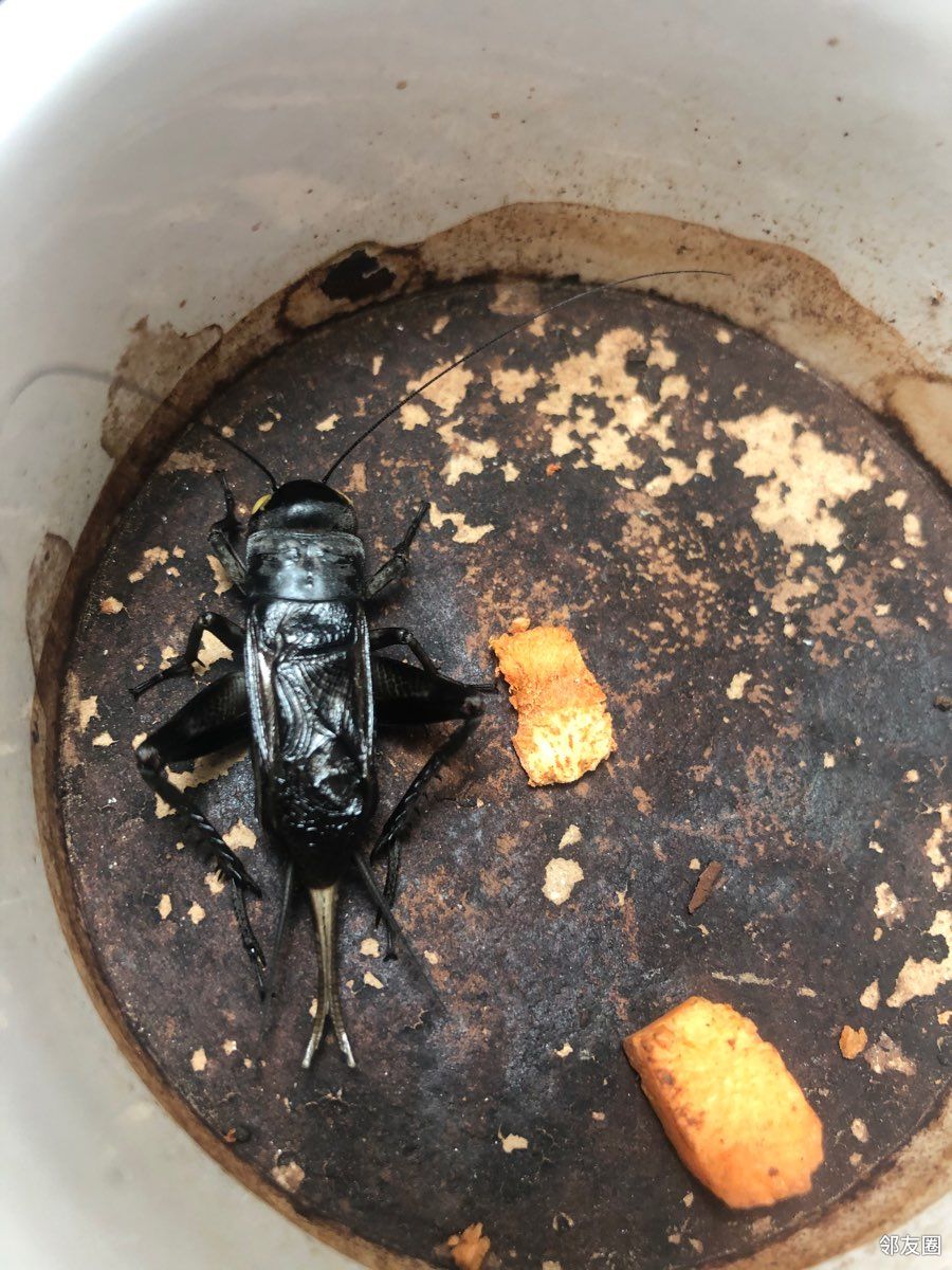 全新自玩自养油葫芦精养精挑支持同城自提见面挑选地址北京798艺术