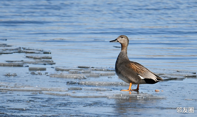 近百只水鸟飞抵昌平