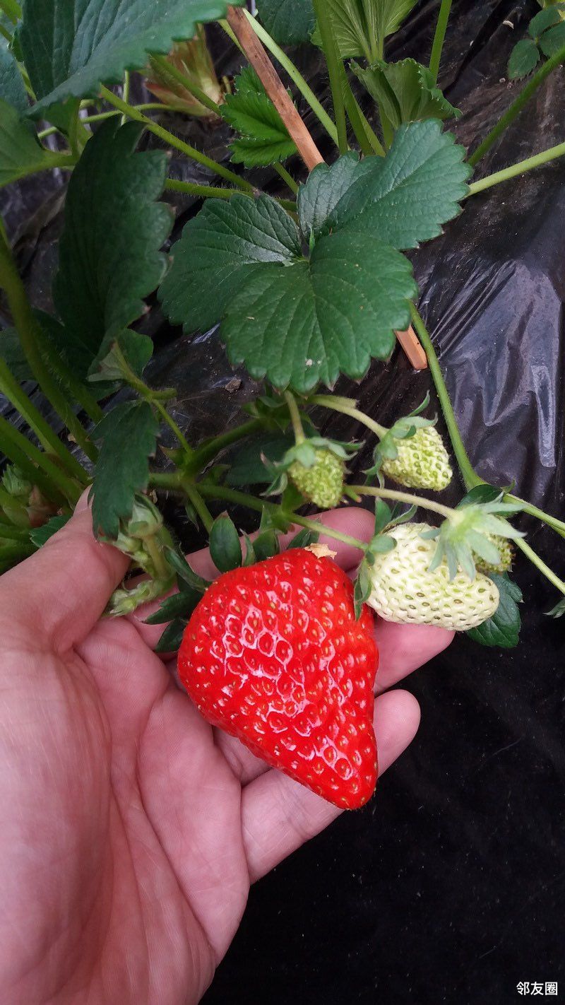 草莓采摘仅35元斤即享昌平兴寿牛奶草莓