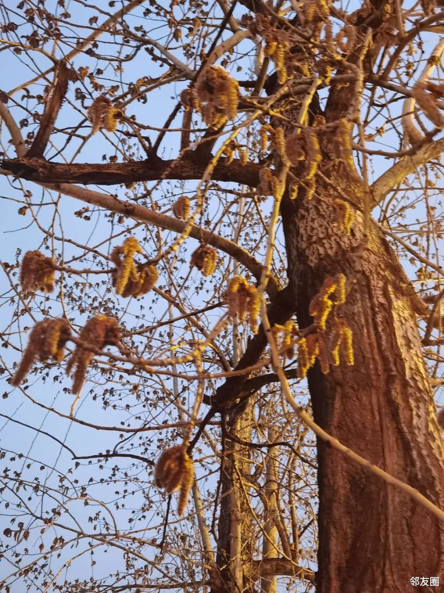 一场雨杨树絮挂满枝