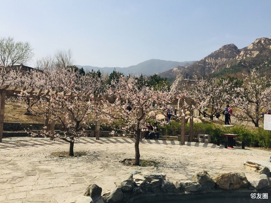 清明小长假凤凰岭杏花村