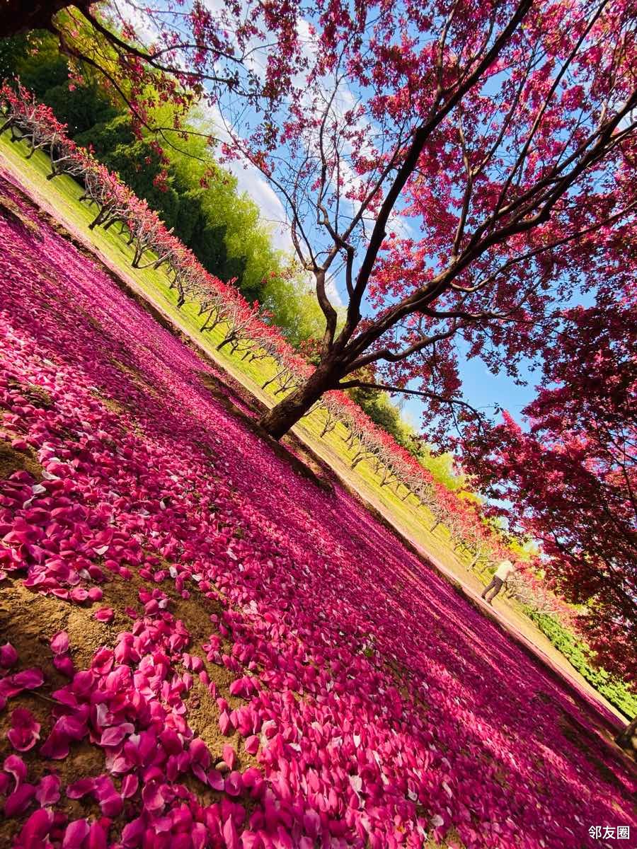 芳菲四月春花烂漫