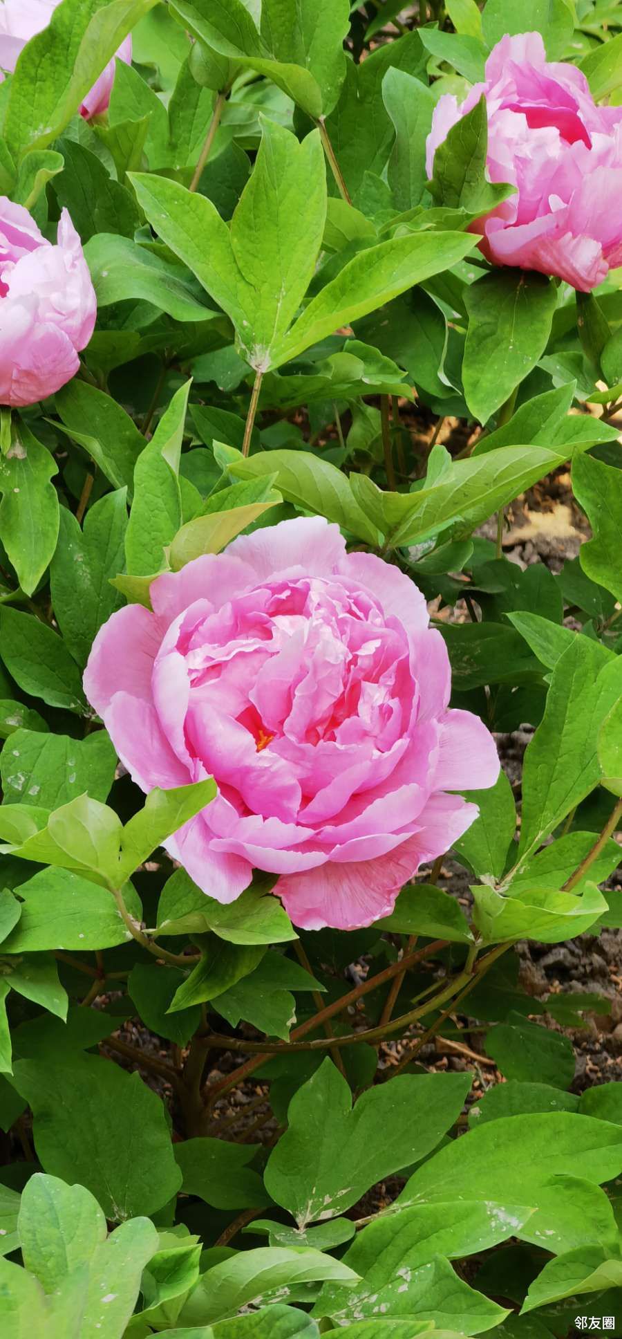 鲜灵灵的吐着芬芳的牡丹花