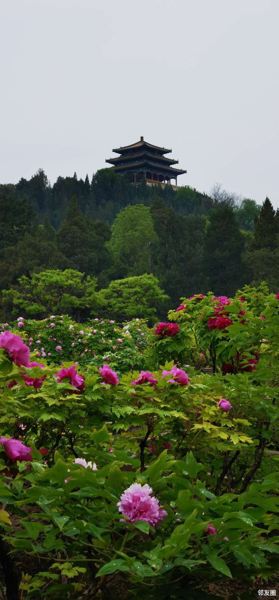 細雨菲菲中溜達於景山公園牡丹園中