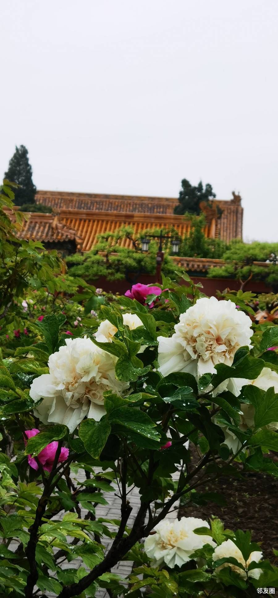 細雨菲菲中溜達於景山公園牡丹園中