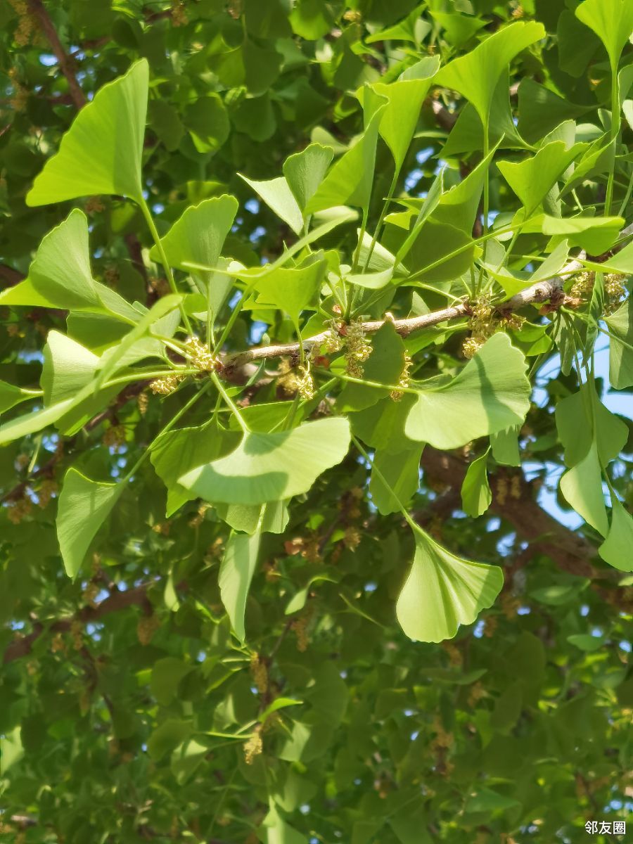 银杏树开花吗图片大全图片