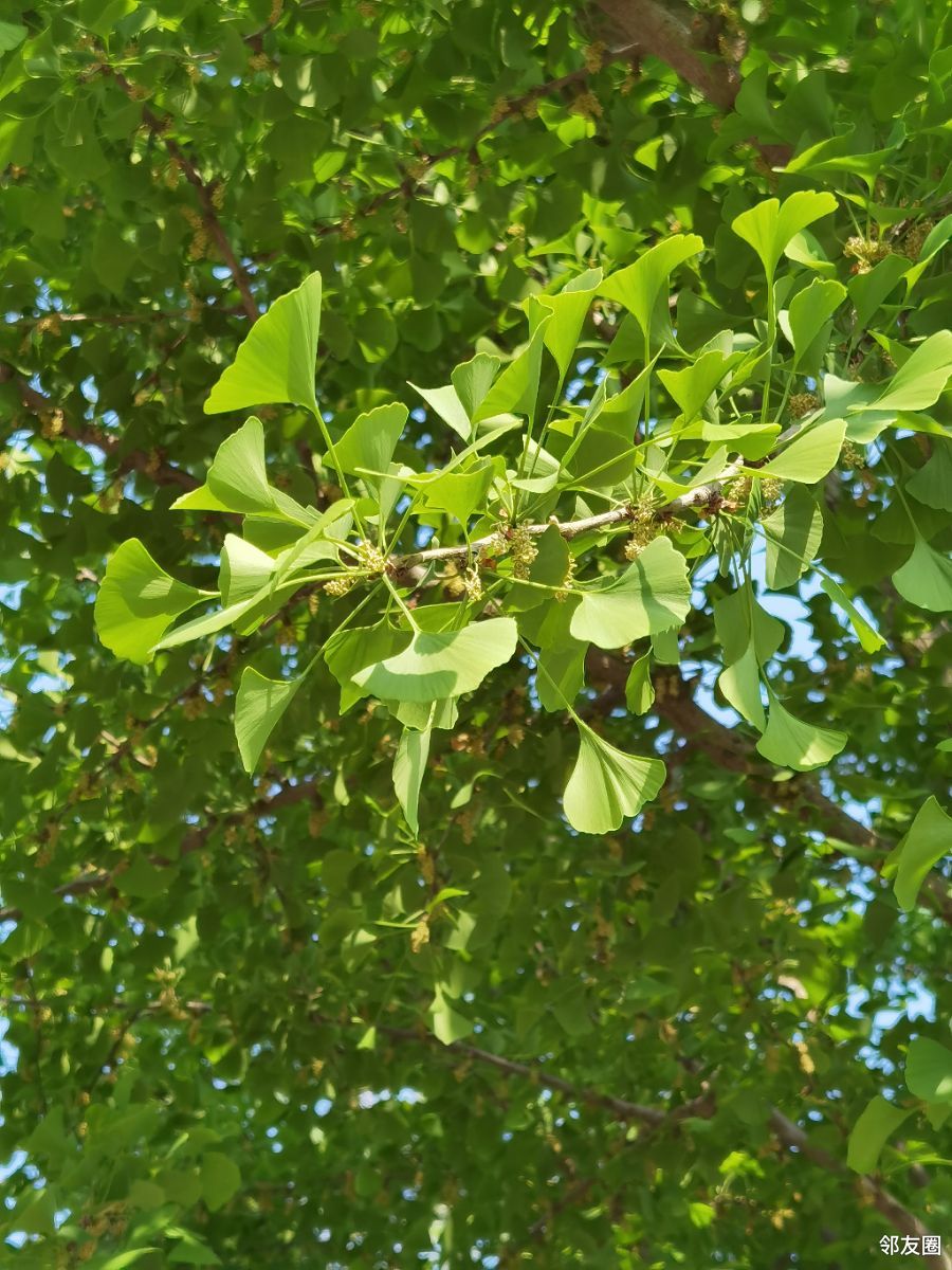 银杏树的花图片