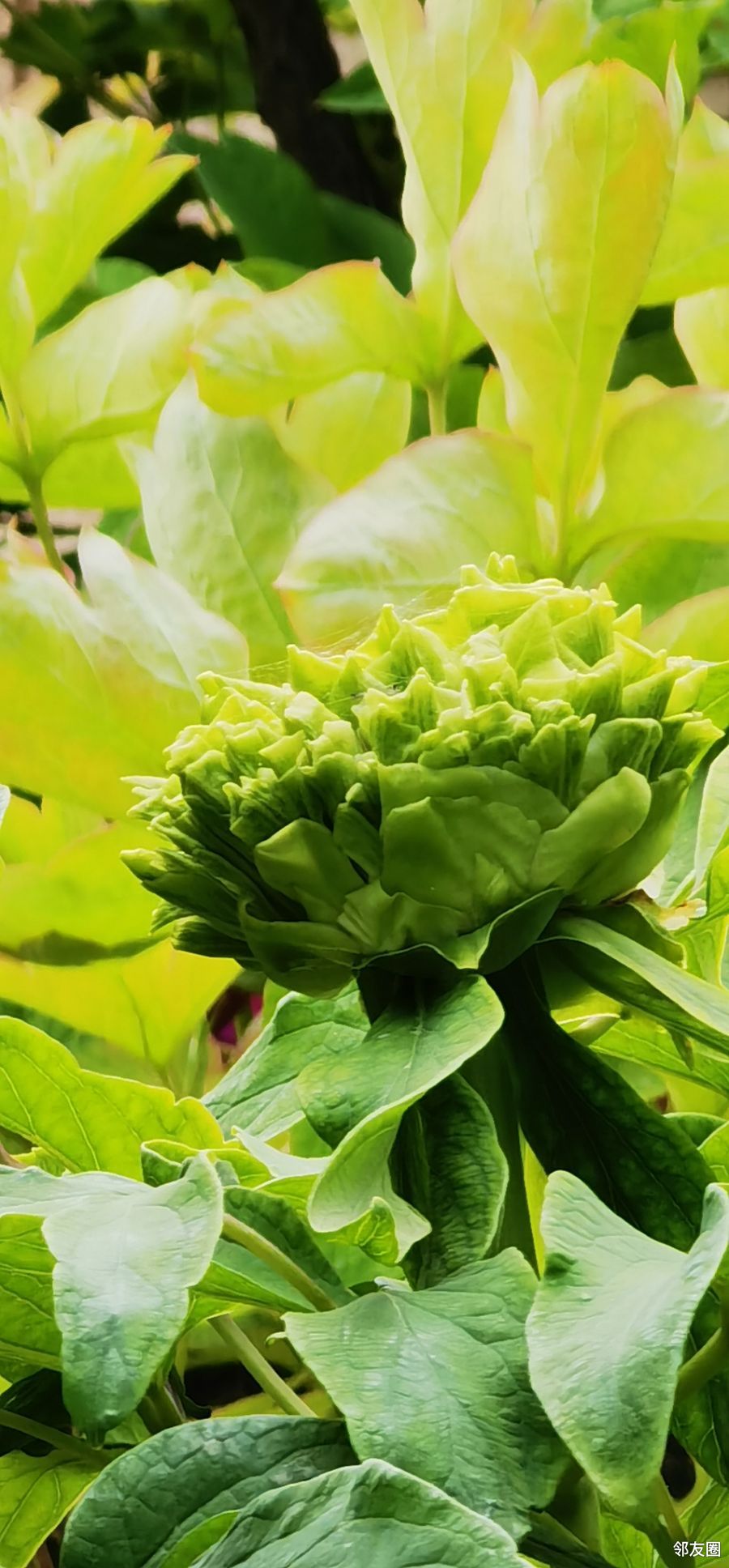 晒晒我今早拍的绿牡丹吧