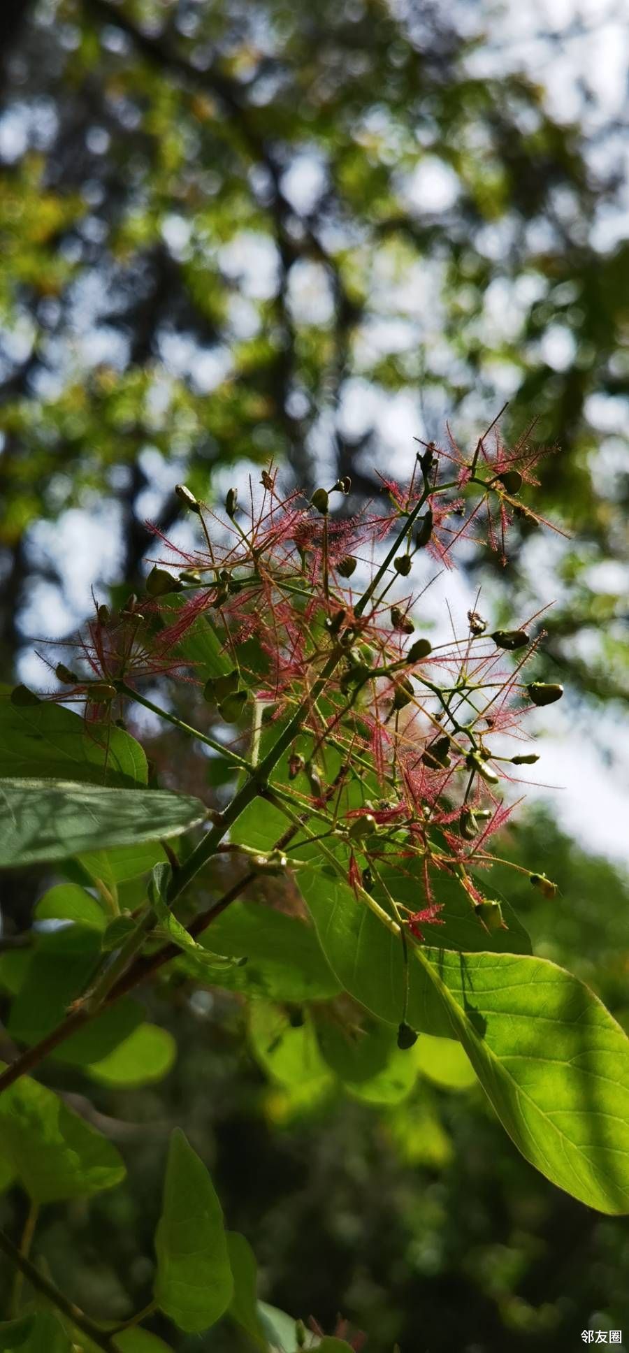 霁清轩门前黄栌开花