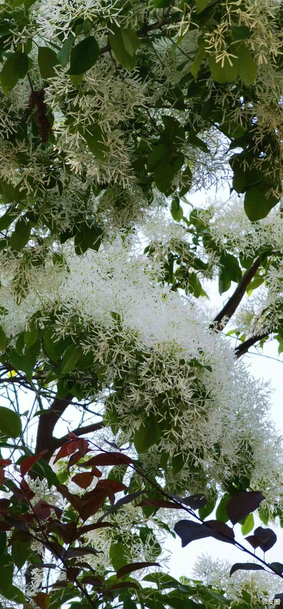 景山公园里的流苏树开花了